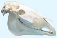 Horse Skull